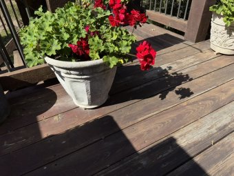 Don't Let a Little Rain Keep you from 50% Off Saturday at Our Small Farm Sale in Cumming/ Suwanee - Image 30