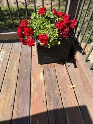 Don't Let a Little Rain Keep you from 50% Off Saturday at Our Small Farm Sale in Cumming/ Suwanee - Image 31