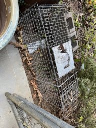 Don't Let a Little Rain Keep you from 50% Off Saturday at Our Small Farm Sale in Cumming/ Suwanee - Image 64