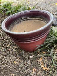 Don't Let a Little Rain Keep you from 50% Off Saturday at Our Small Farm Sale in Cumming/ Suwanee - Image 76