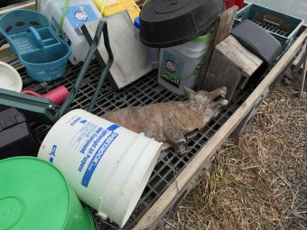 Don't Let a Little Rain Keep you from 50% Off Saturday at Our Small Farm Sale in Cumming/ Suwanee - Image 88