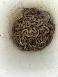 Don't Let a Little Rain Keep you from 50% Off Saturday at Our Small Farm Sale in Cumming/ Suwanee - Image 176