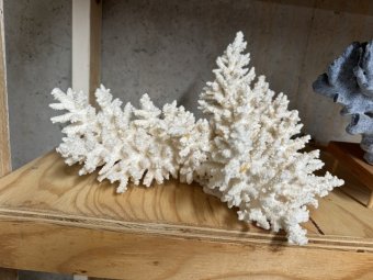 Don't Let a Little Rain Keep you from 50% Off Saturday at Our Small Farm Sale in Cumming/ Suwanee - Image 223