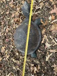 Don't Let a Little Rain Keep you from 50% Off Saturday at Our Small Farm Sale in Cumming/ Suwanee - Image 333