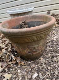 Don't Let a Little Rain Keep you from 50% Off Saturday at Our Small Farm Sale in Cumming/ Suwanee - Image 347