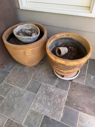 It's a Yellow Bird Bonanza in Chestatee - Image 106