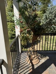 It's a Yellow Bird Bonanza in Chestatee - Image 112