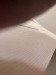 It's a Yellow Bird Bonanza in Chestatee - Image 257