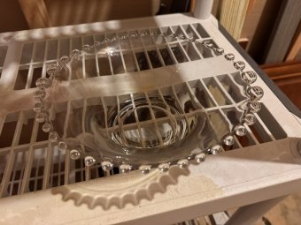 It's a Yellow Bird Bonanza in Chestatee - Image 322