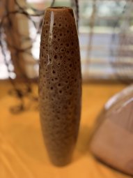 It's a Yellow Bird Bonanza in Chestatee - Image 361