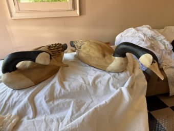 It's a Yellow Bird Bonanza in Chestatee - Image 380