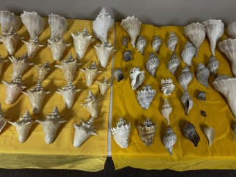 We've Mined a Great Sale in Jasper - Image 333