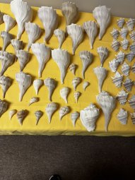 We've Mined a Great Sale in Jasper - Image 345
